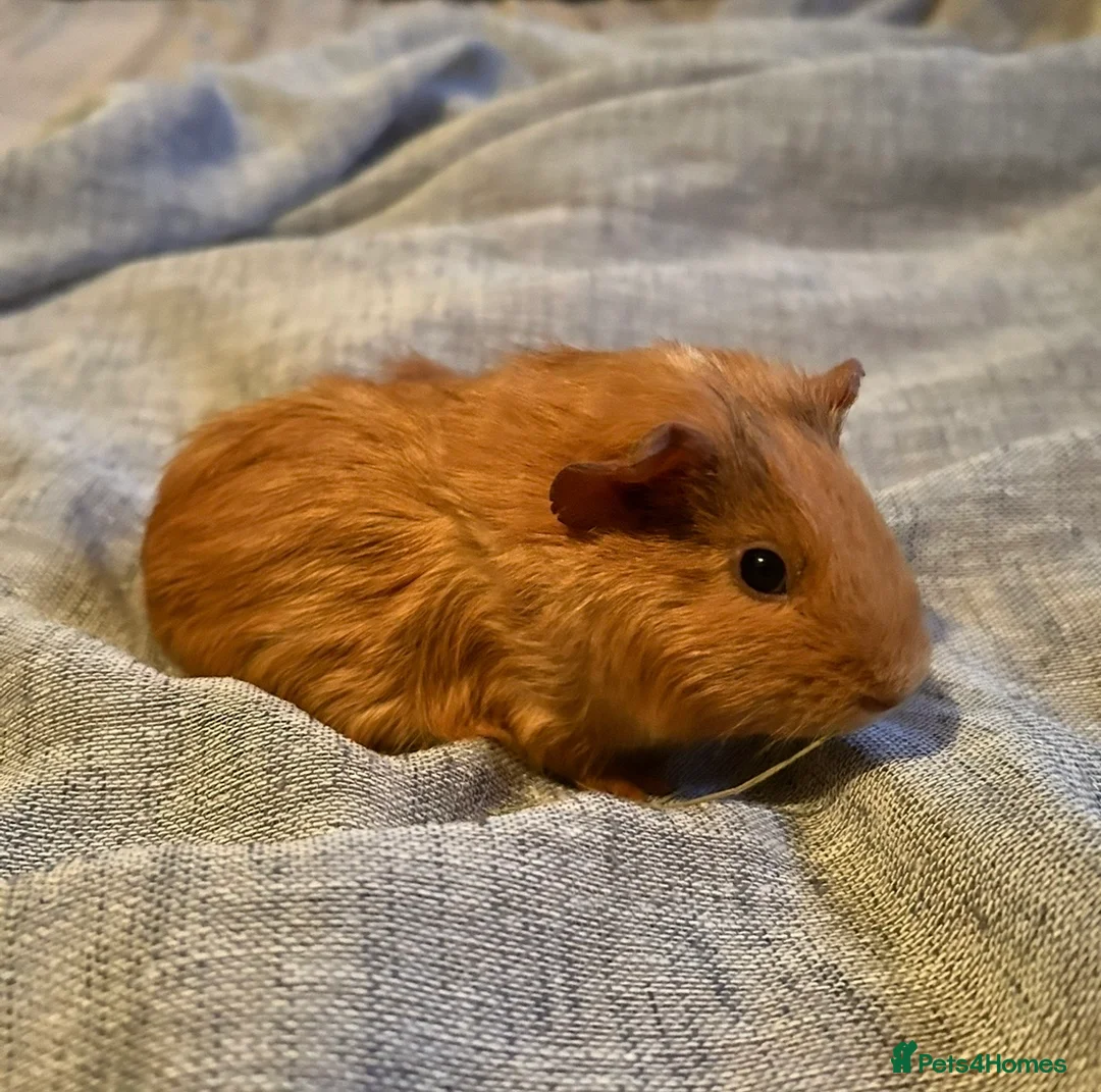 Guinea Pig rodents for sale: 6 Male Guinea Pigs - Advert 4