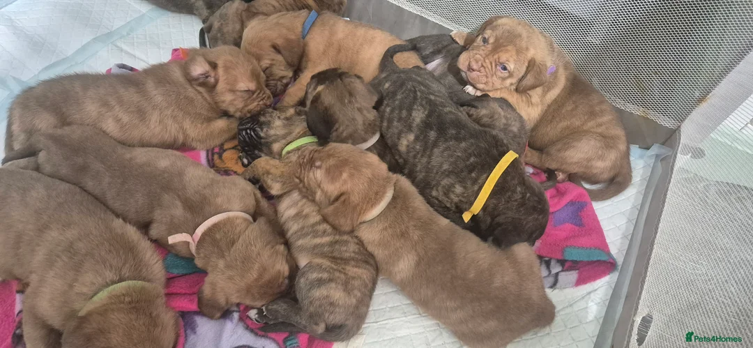 Mixed Breed dogs for sale: LAST PUP!  Mastiff cross Puppys looking for home  - Advert 2