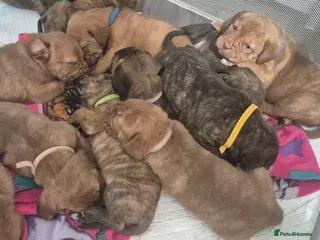 Mixed Breed dogs Champion Mastiff Puppies looking for homes - Advert 3