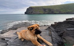 Mixed Breed dogs for sale: Rehoming - female German shepherd x Chow - Image 2