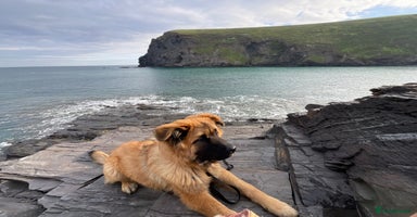 Mixed Breed dogs - Advert 14