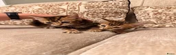 Bengal cats for sale: Bengal X Kittens  - Advert 3