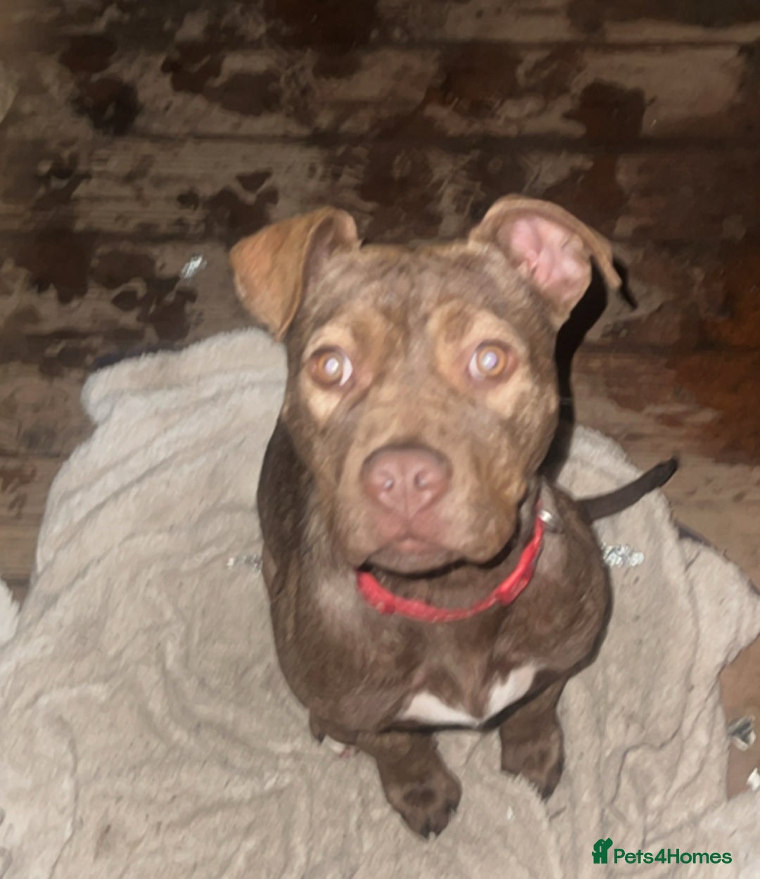 Staffordshire Bull Terrier dogs for sale: Tiger - Advert 4