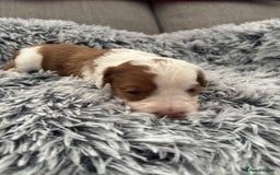 Cockapoo dogs for sale:   🐾 Cockapoo Puppies 🐶  - Image 14