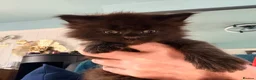 Maine Coon cats for sale: Beautiful high smoked and smoked kittens for sale  - Advert 38