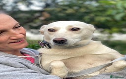 Mixed Breed dogs for adoption: 💖🐶 BILOCHKA 🐶💖 - Image 4