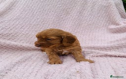 Cockapoo dogs for sale: Miniature cockapoos - Image 19