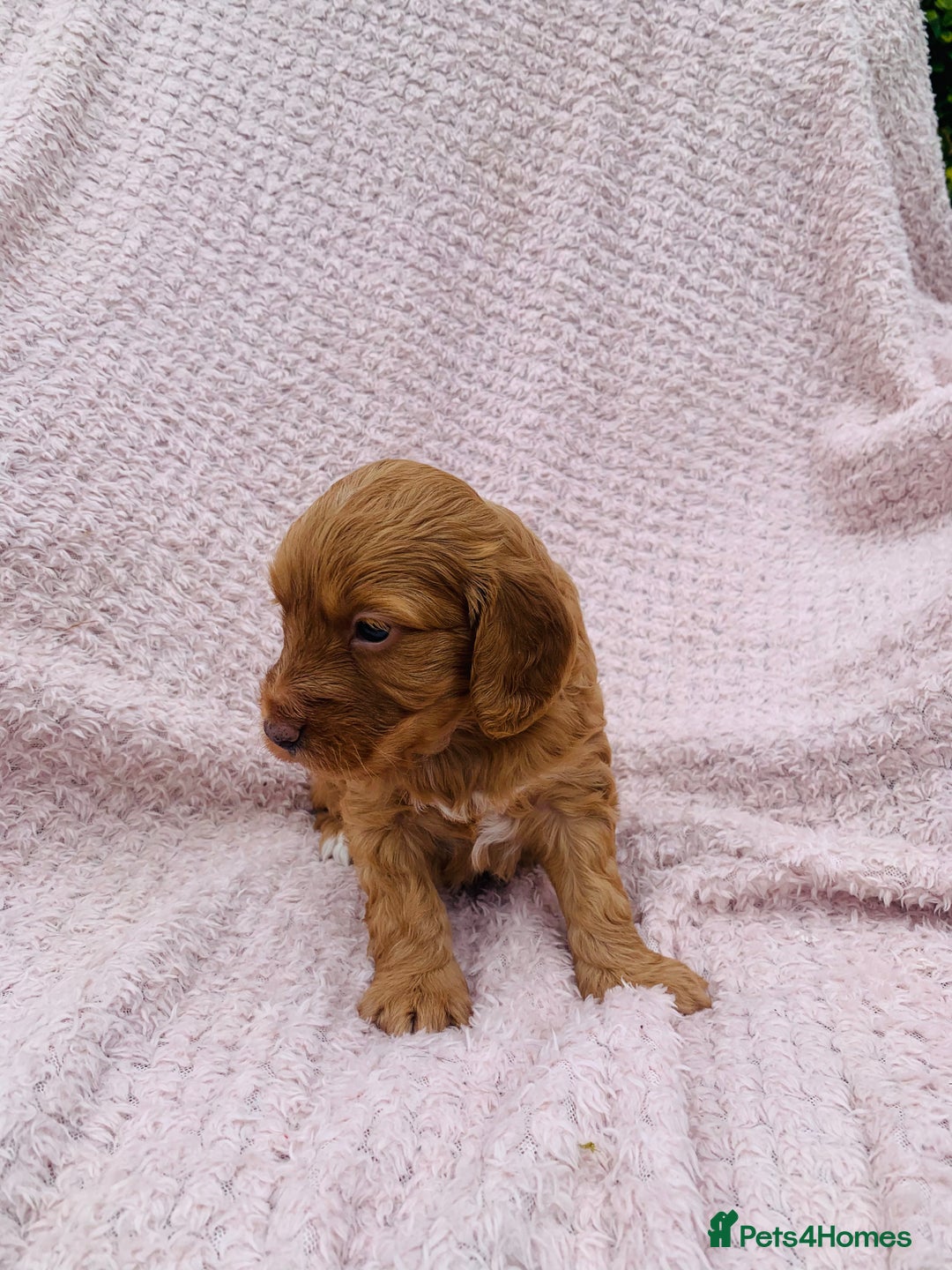 Cockapoo dogs for sale: Miniature cockapoos - Image 19