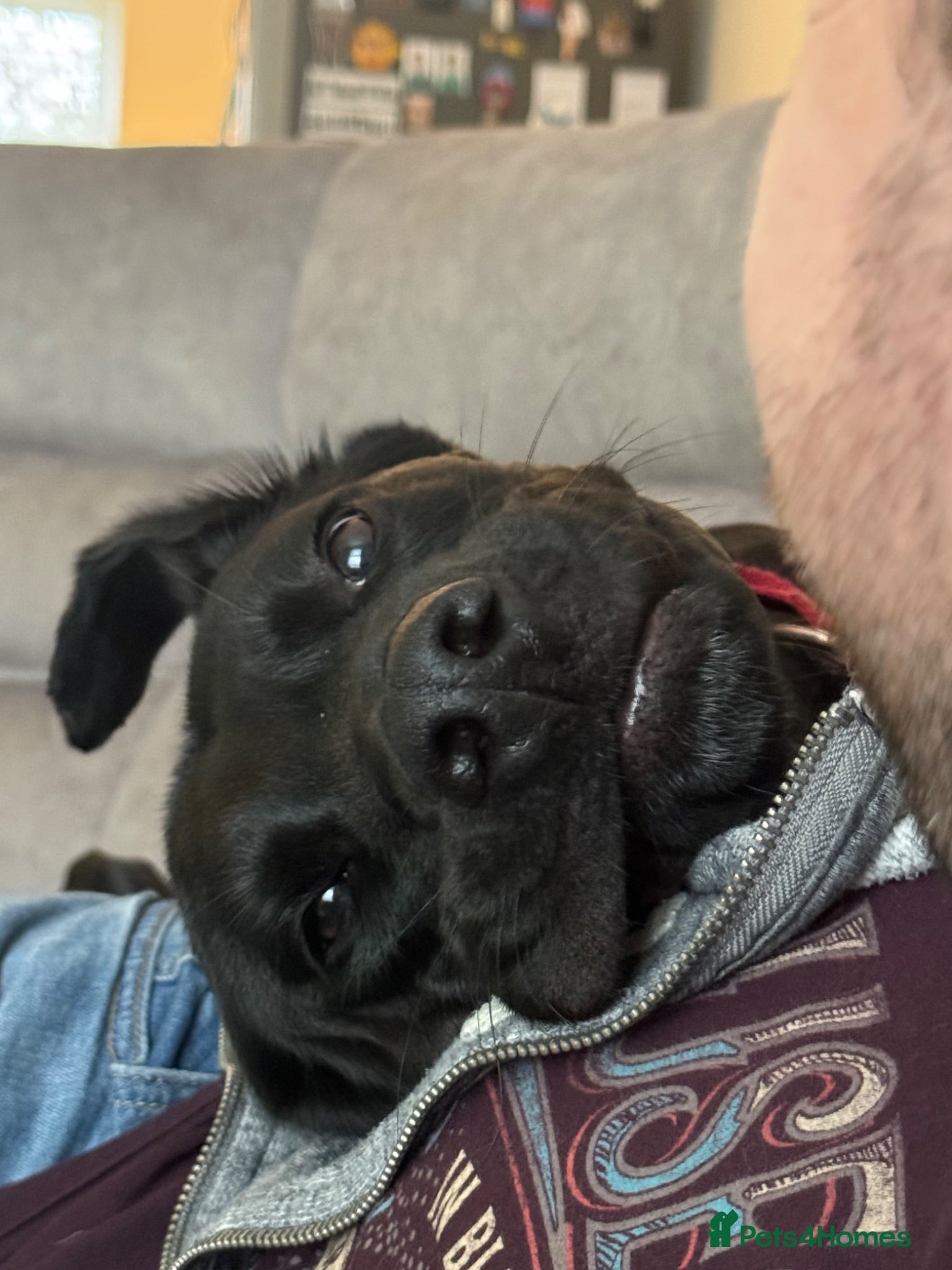 Mixed Breed dogs Max is ready for adoption! 5 year old male - Advert 5