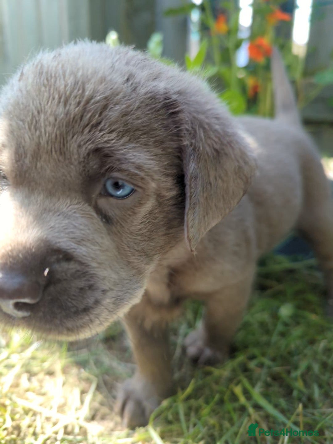 Labrador Retriever dogs for sale: KC Silver Labradors  - Image 2