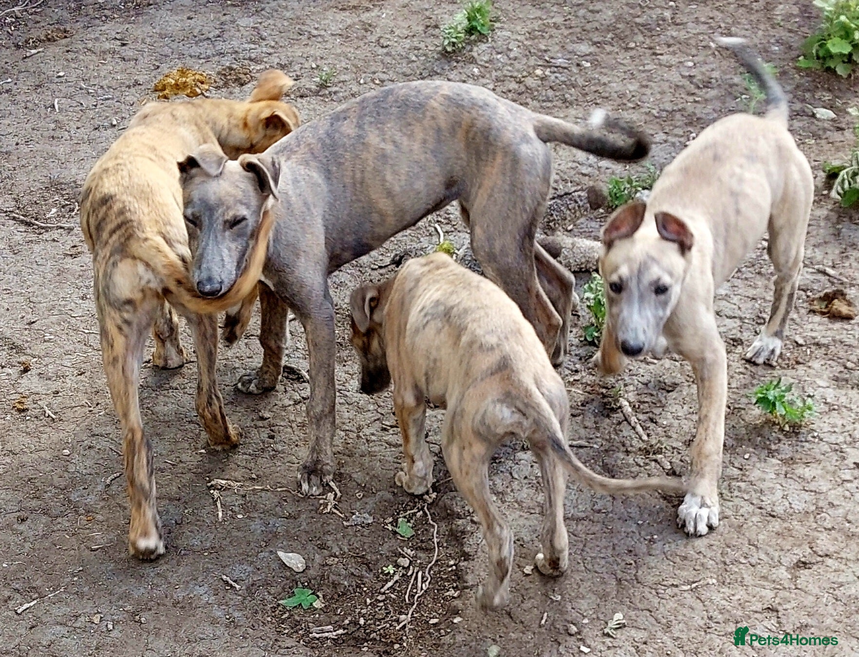 Greyhound dogs for sale: Greyhound pups in Brandon - Advert 2