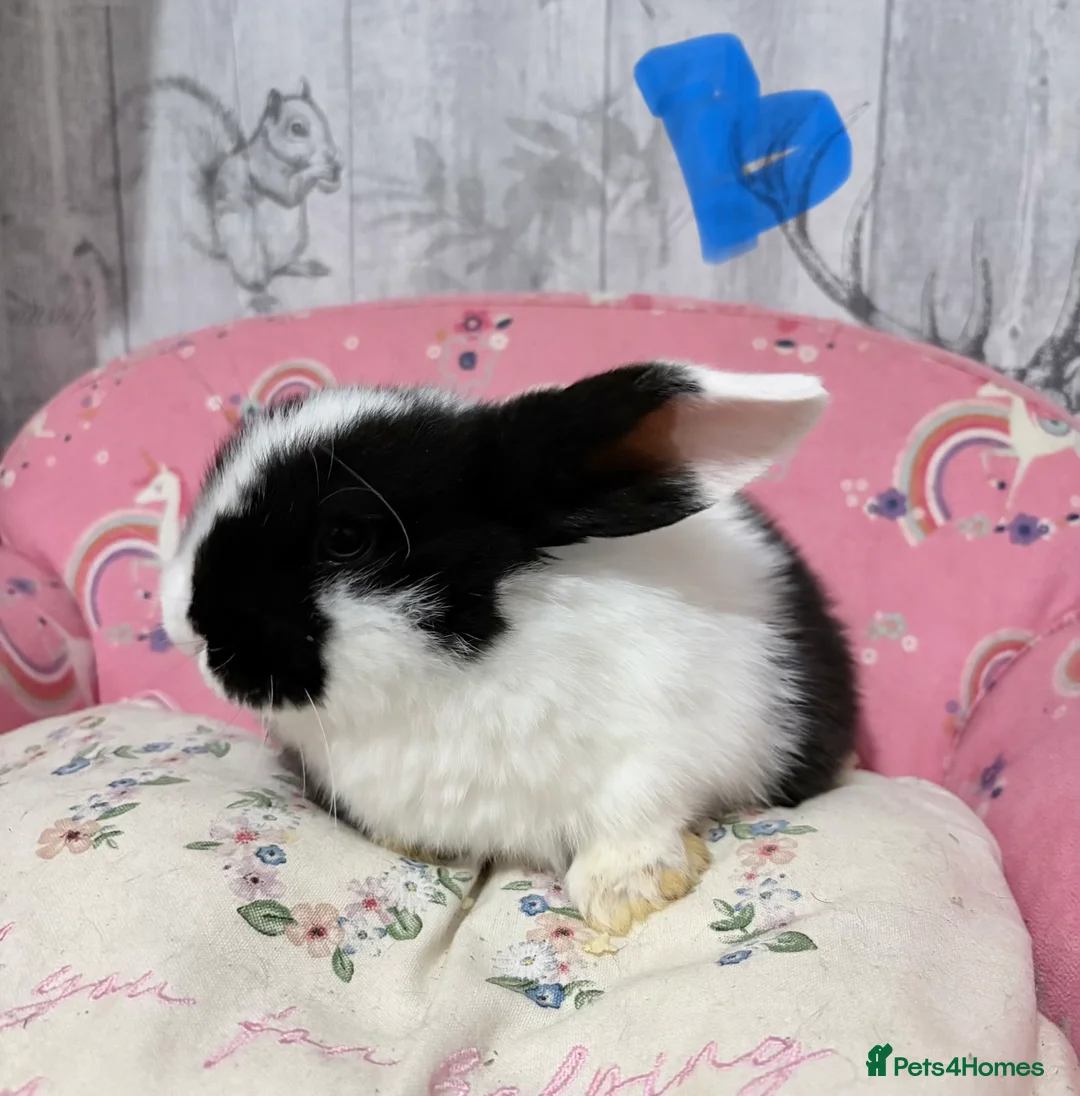 Mini Lop rabbits for sale: Mini lop babies 🐰  - Advert 7