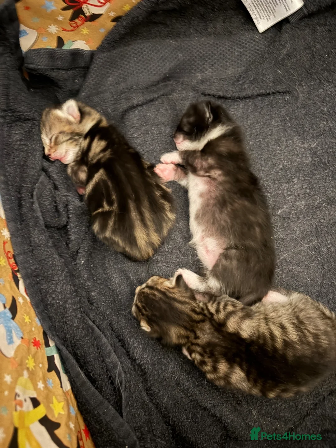 Domestic Shorthair cats for sale: Domestic shorthair kittens  - Advert 2