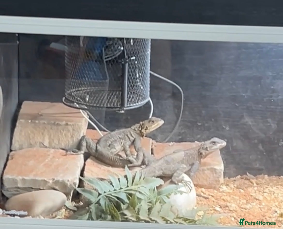 Dragon reptiles M&F Red headed Rock agama - Advert 1