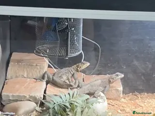 Dragon reptiles M&F Red headed Rock agama - Advert 2