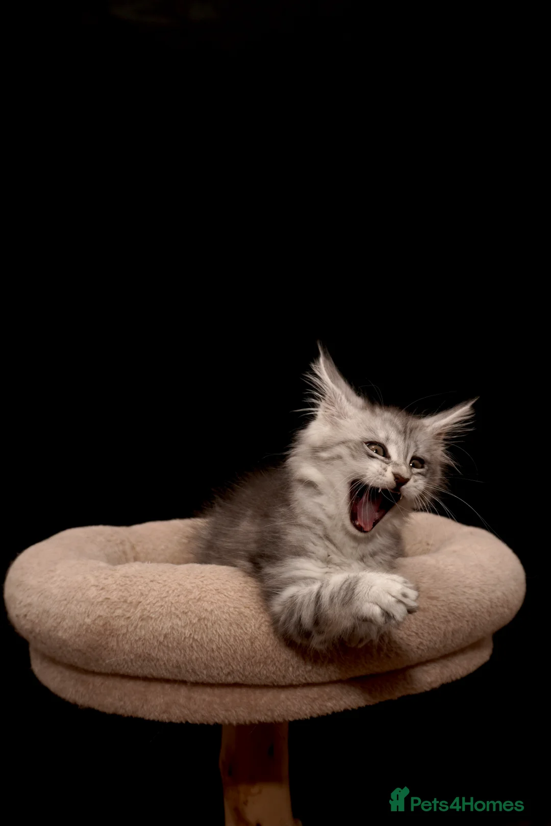 Maine Coon cats for sale: Black Silver classic tabby Mainecoon kittens - Advert 21