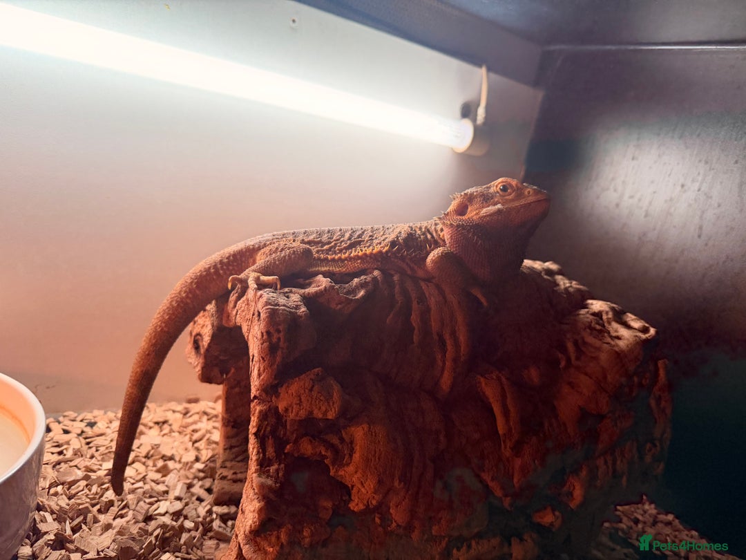 Bearded Dragon reptiles for sale: Beautiful bearded dragon looking for new home  - Advert 2