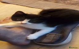 Mixed Breed cats for sale: Kittens for loving home  - Image 3