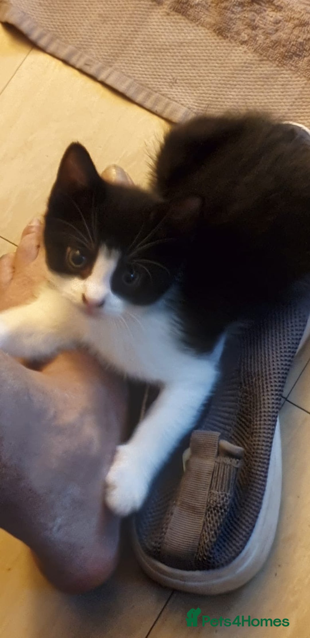 Mixed Breed cats for sale: Kittens for loving home  - Image 3