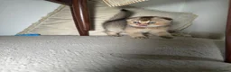 Scottish Fold cats for sale: Scottish fold and British shorthair kittens - Advert 13