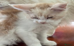 Maine Coon cats for sale: Gorgeous Shaded Line Maine Coon Kittens for sale - Image 5