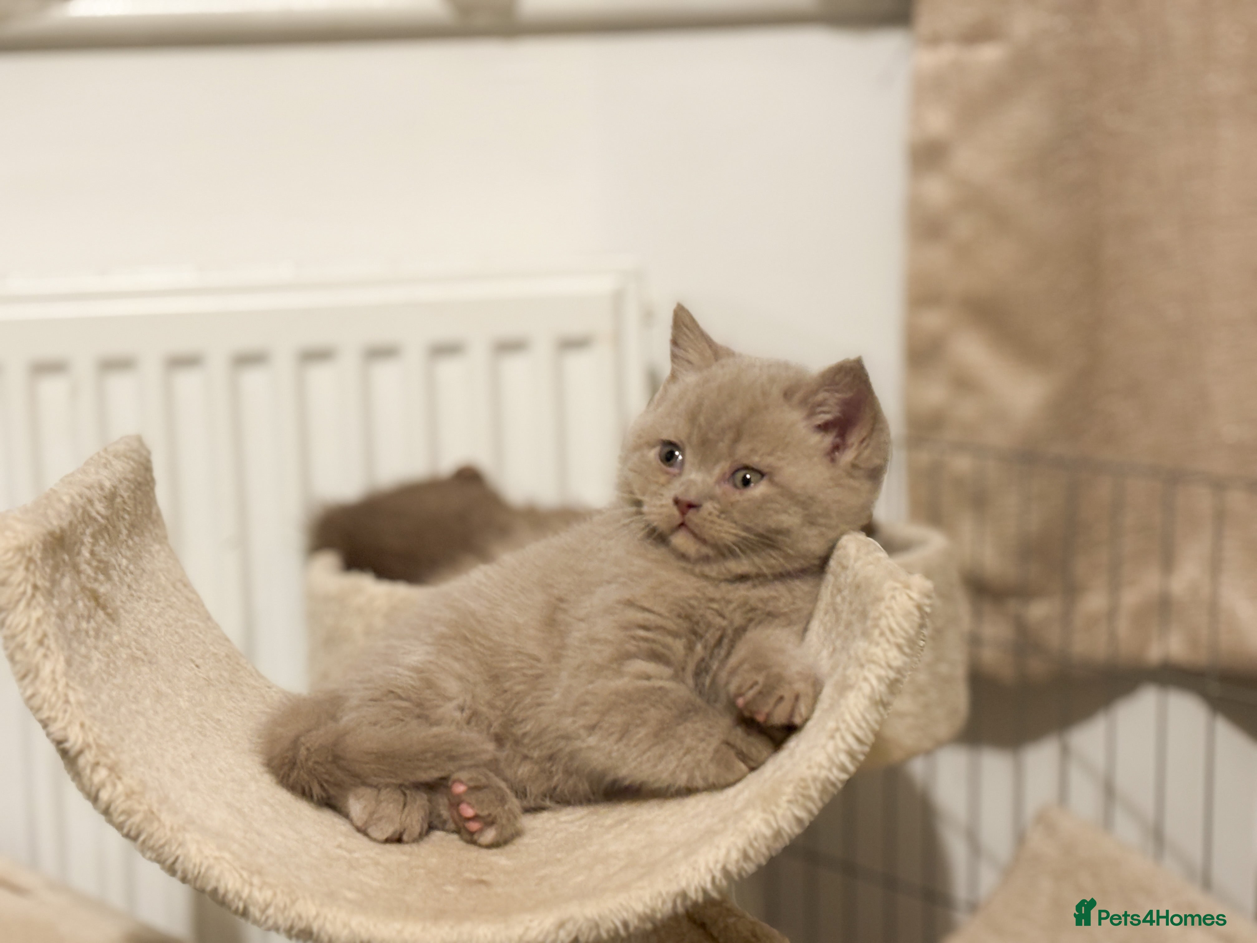 British Shorthair cats for sale: British shorthair and longhair  - Advert 2