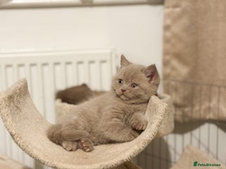 British Shorthair cats for sale: British shorthair and longhair - Advert 2