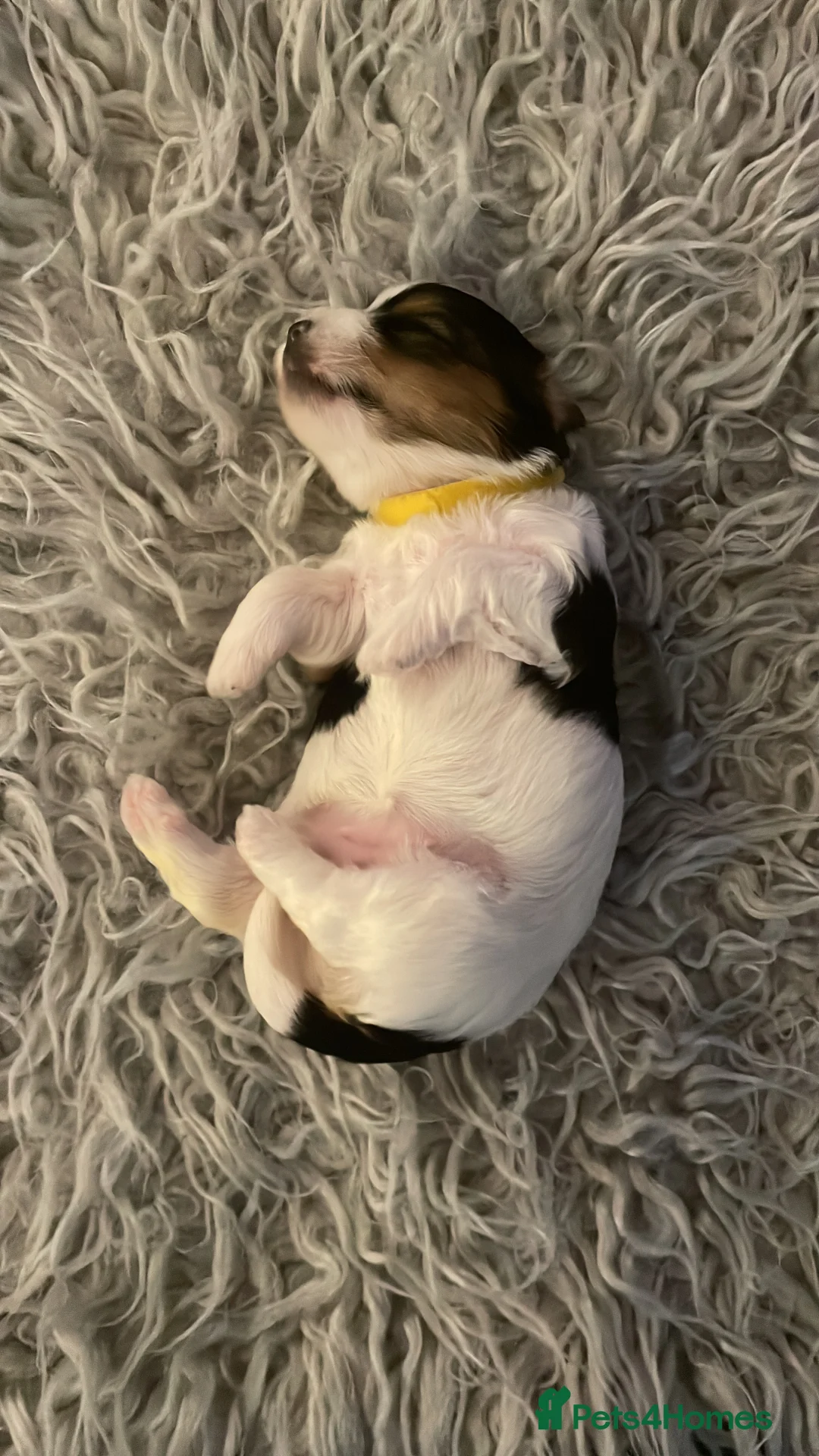 Biewer Terrier dogs for sale: Biewer Terrier puppies  - Advert 2
