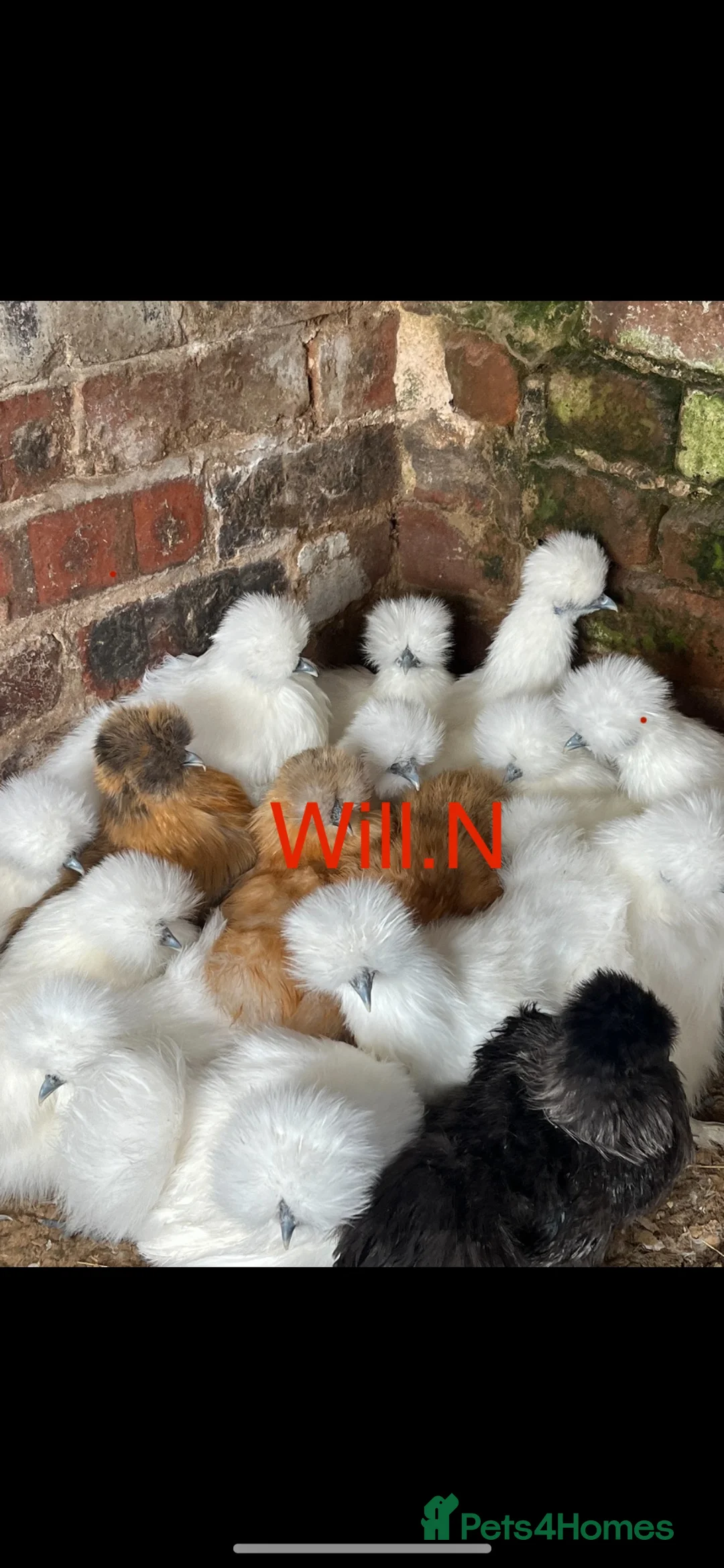 Chickens poultry for sale: Point of lay silkie bantams (various other breeds) - Advert 1