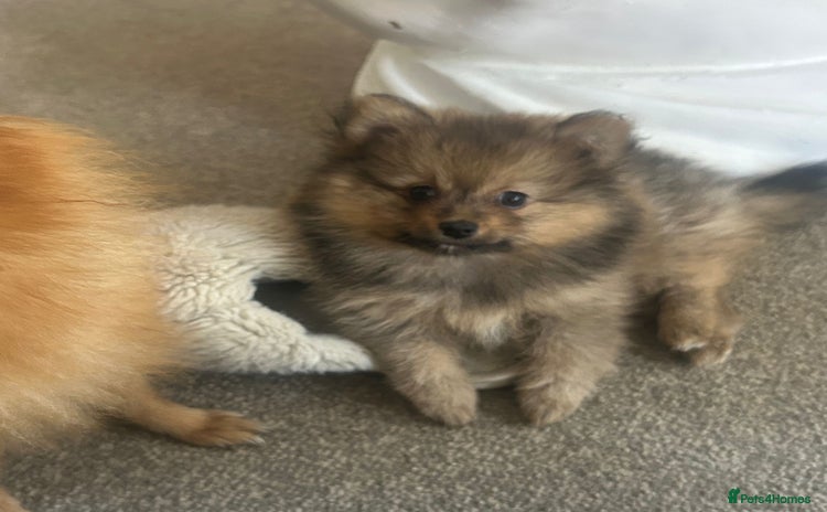 Pomeranian dogs - Advert 7