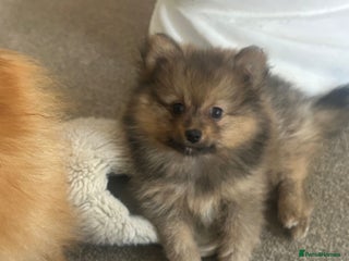 Pomeranian dogs - Advert 4