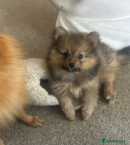 Pomeranian dogs - Advert 2