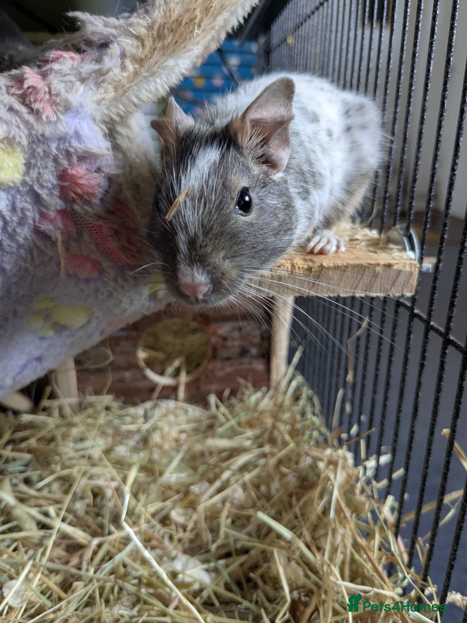 Degus rodents for sale: Female degu approx 10 months old in Fleet - Advert 3