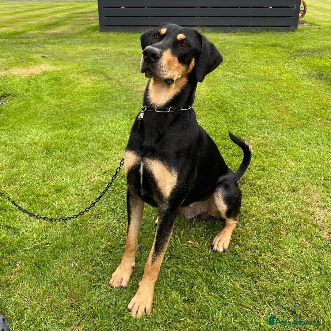 Mixed Breed dogs for adoption: Parker (Hound mix) - Image 6