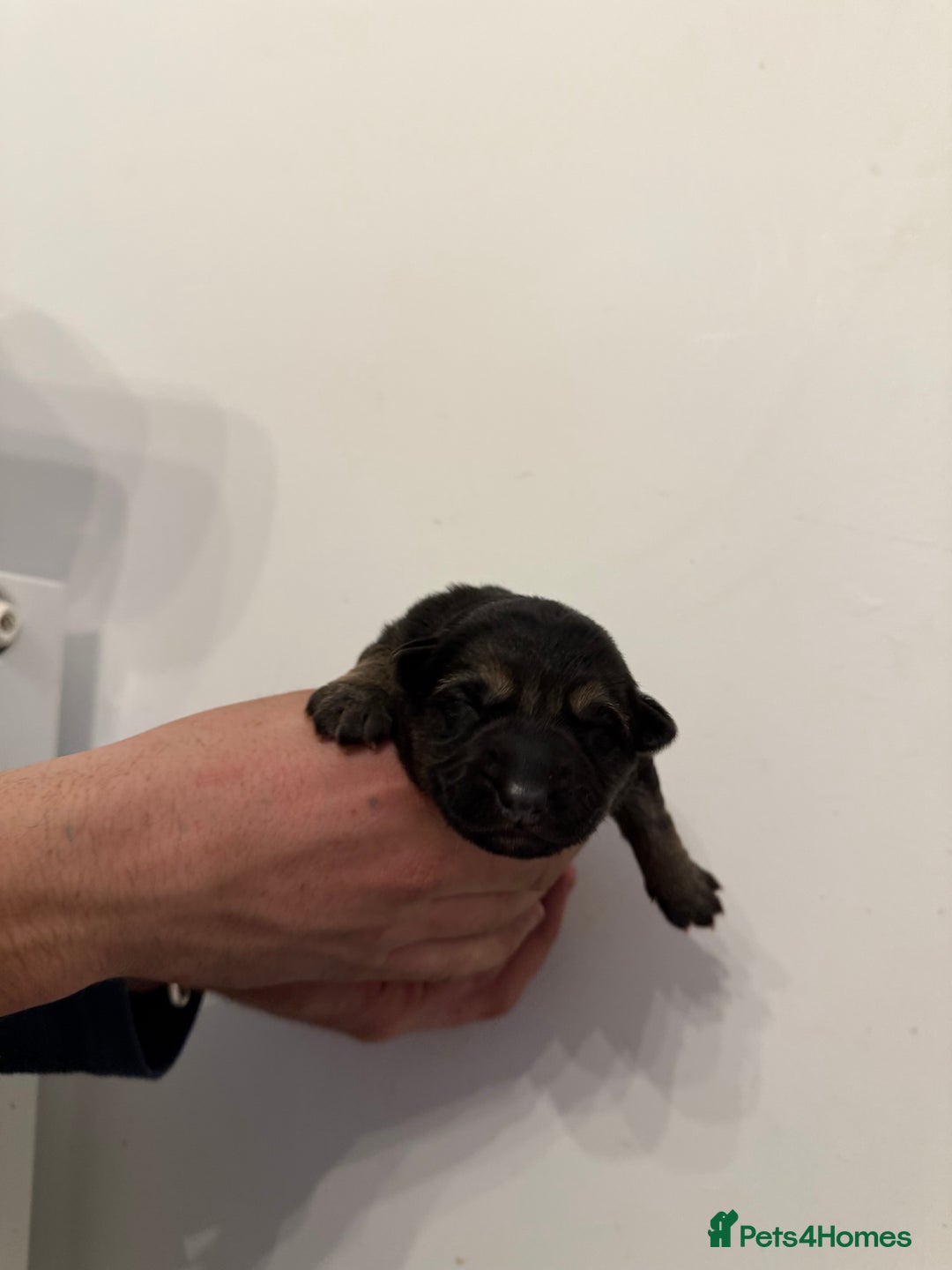 German Shepherd dogs for sale: German Shepherd Puppies - Advert 2