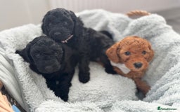 Mini Goldendoodle dogs for sale: A Bundle of Joy F1BB Mini Goldendoodle - Image 20