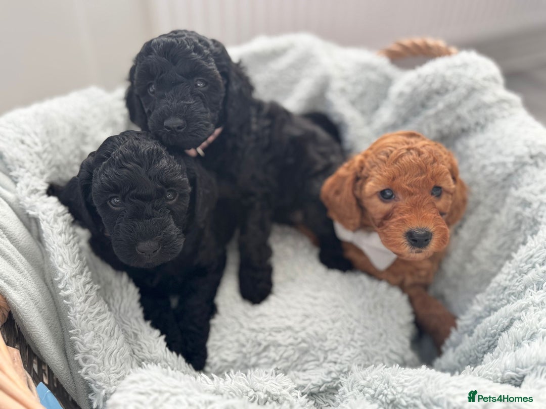 Mini Goldendoodle dogs for sale: A Bundle of Joy F1BB Mini Goldendoodle - Image 20