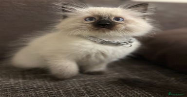 Ragdoll cats - Advert 14