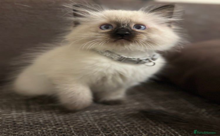 Ragdoll cats - Advert 13