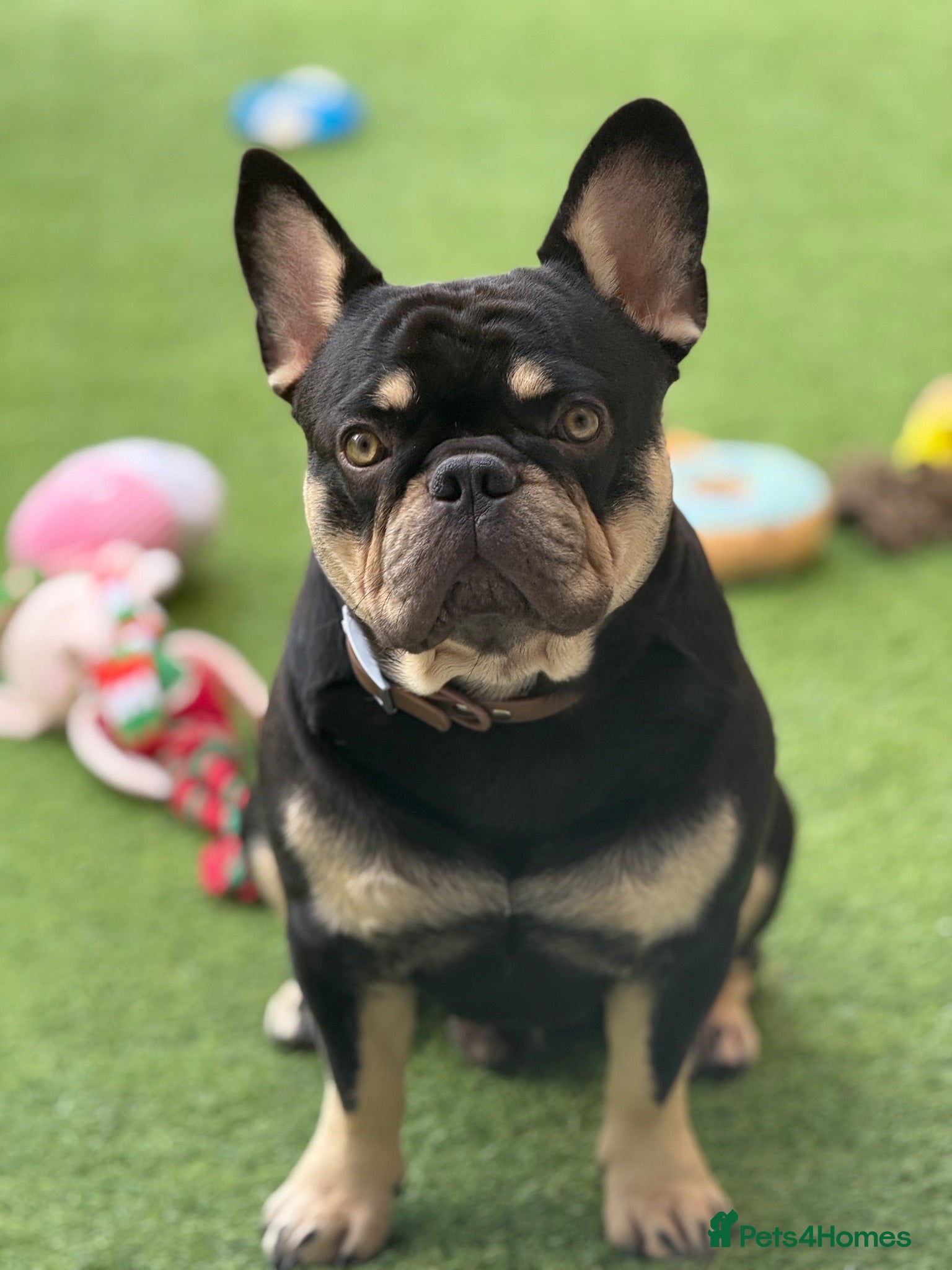 French Bulldog dogs Beautiful French Bulldog Stud  - Advert 1