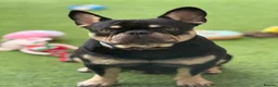 French Bulldog dogs for stud: Beautiful French Bulldog Stud  - Advert 1