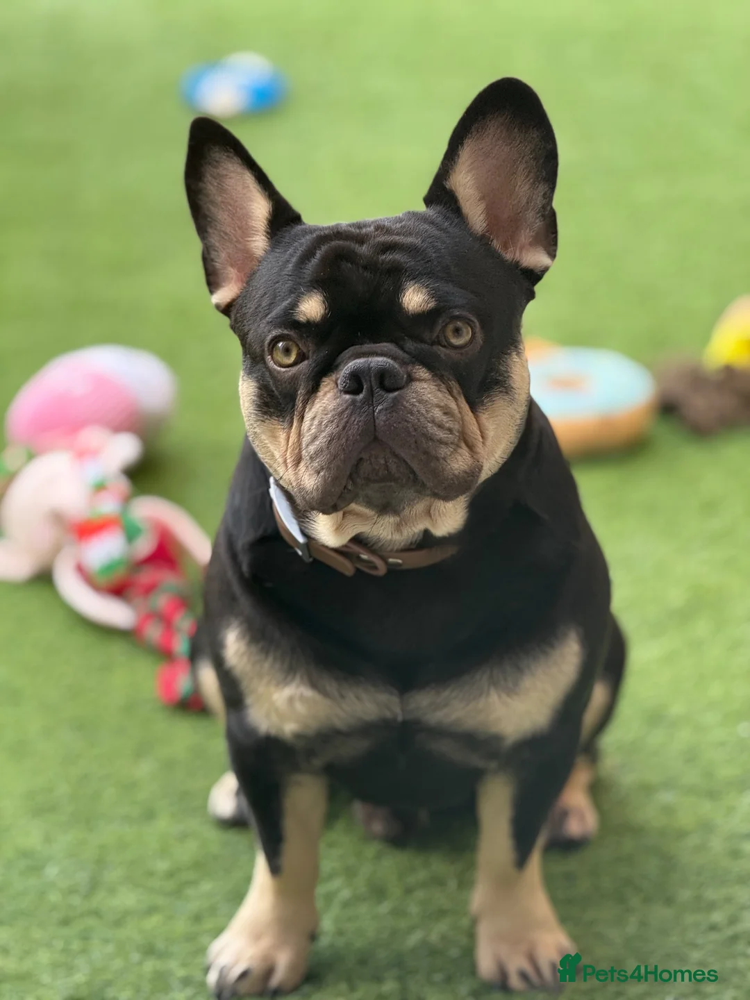 French Bulldog dogs for stud: Beautiful French Bulldog Stud  - Advert 1