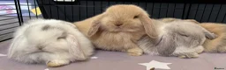 Mini Lop rabbits for sale: 3 pure bred mini lops - Advert 20