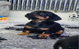 Miniature Dachshund dogs for sale: Miniature Smooth Dachshund Puppies  - Image 10