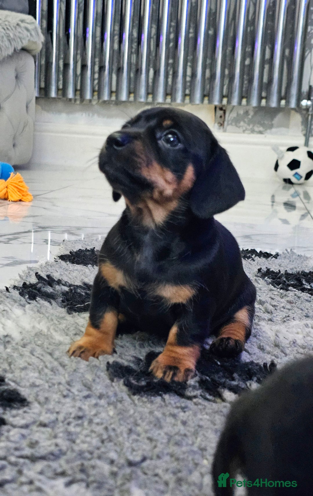 Miniature Dachshund dogs for sale: Miniature Smooth Dachshund Puppies  - Image 10