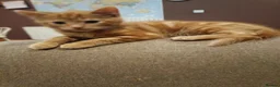 Mixed Breed cats for sale: 5 adotable kittend - Advert 10