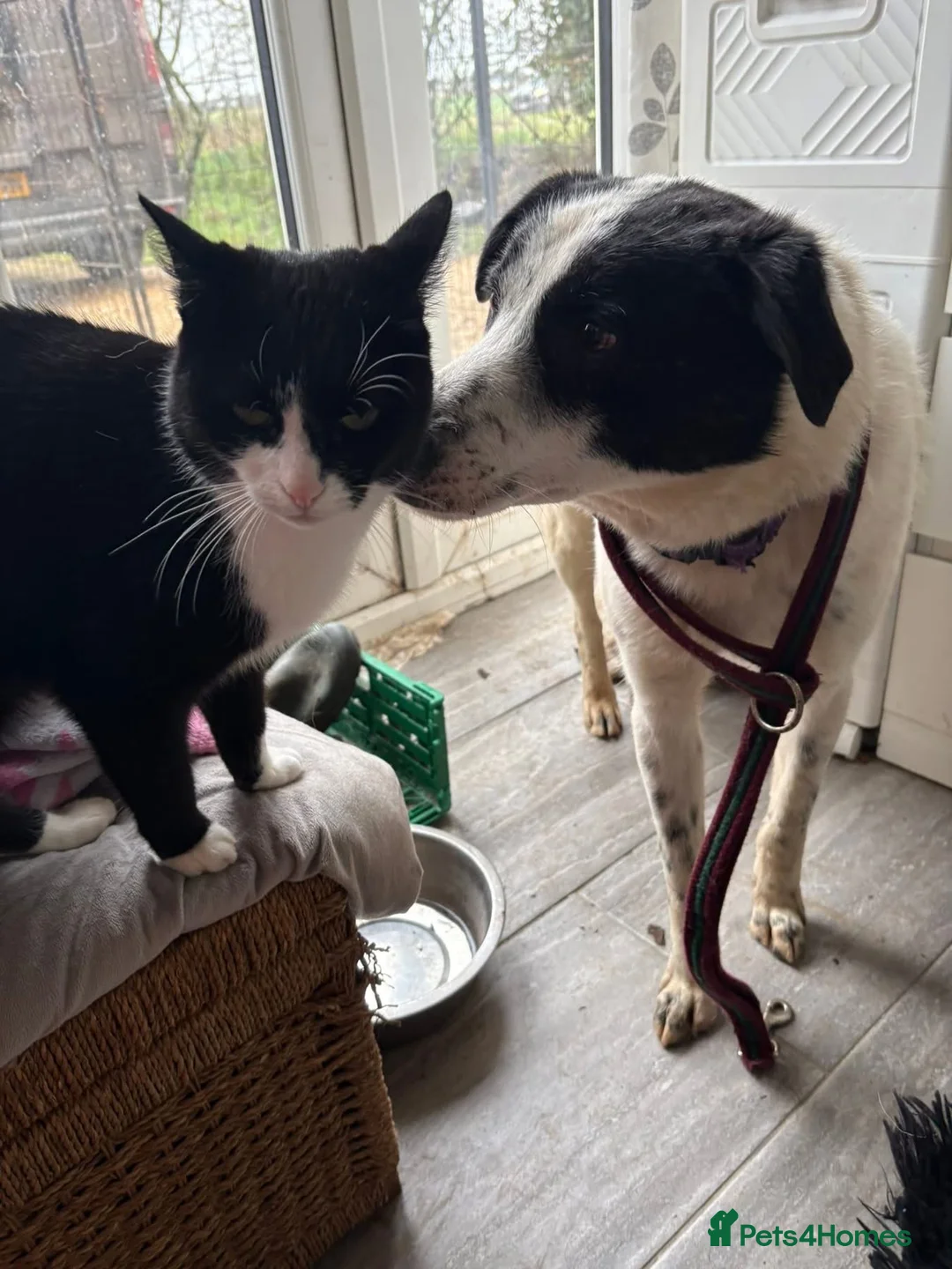 Mixed Breed dogs for adoption: Desmond - Norwich Norfolk  - Advert 2