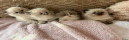 Ragdoll cats for sale: Ragdoll &Cherubim Kittens TICA Seal Blue - Advert 5