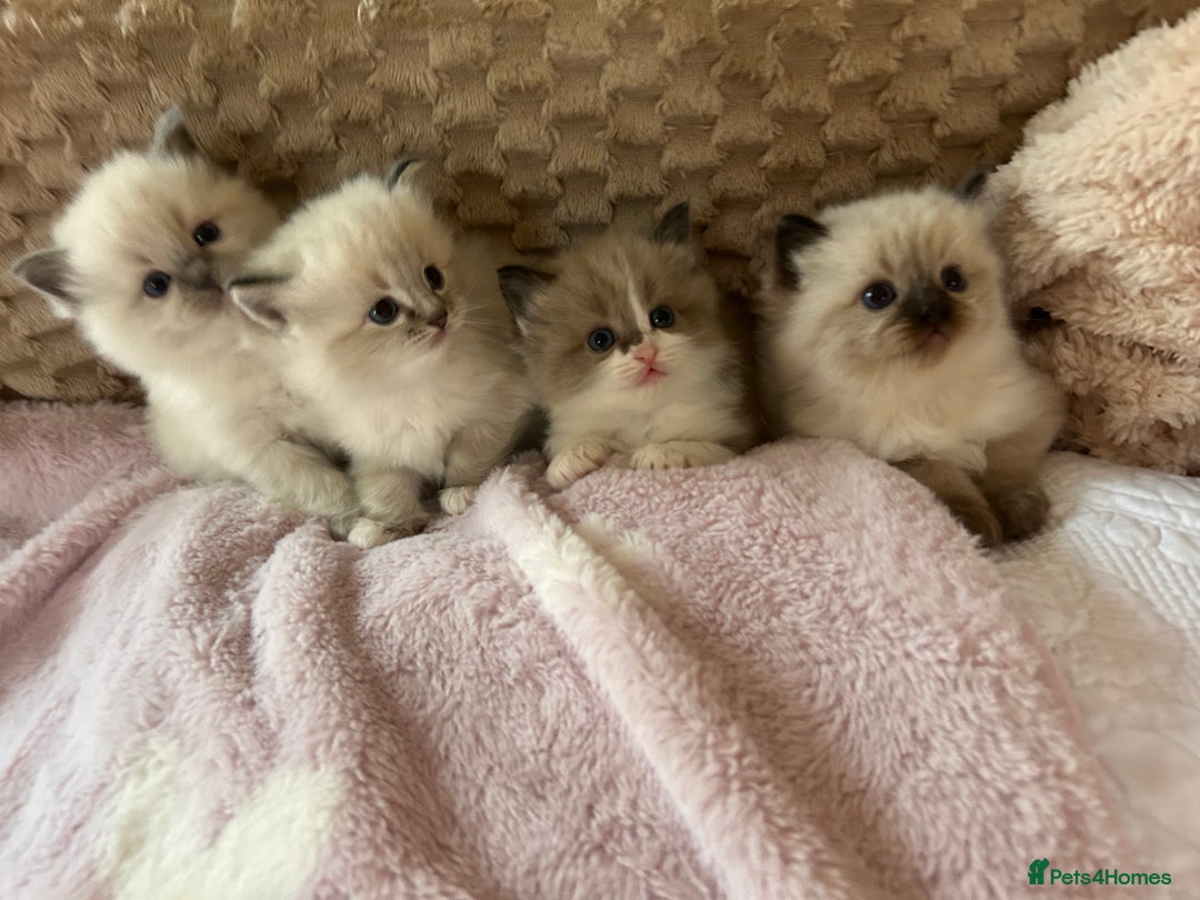 Ragdoll cats for sale: Ragdoll &Cherubim Kittens TICA Seal Blue - Advert 5