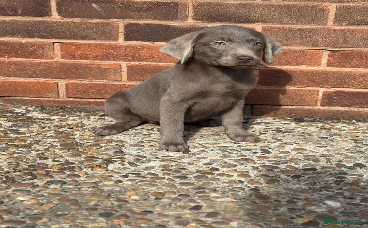 Labrador Retriever dogs - Advert 2